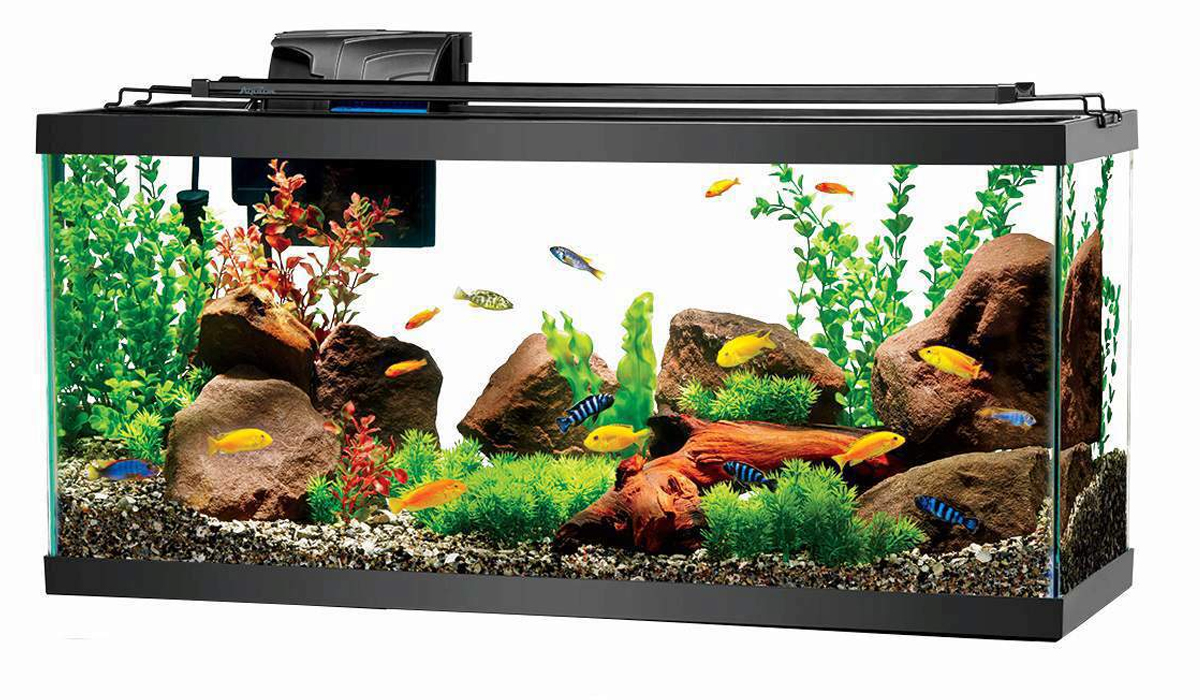The Most Expensive Aquarium Fishes in the World